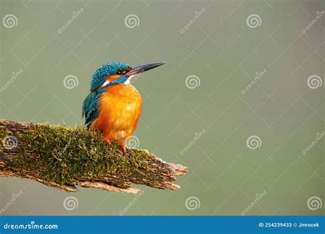 Common Kingfisher With Vivid Feathers Sitting On A Branch Covered In