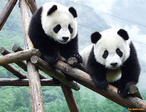 Fun Facts About Giant Pandas