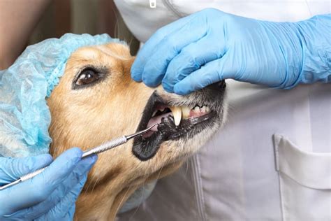 Periodontal Disease In Dogs All Care Pet Clinic Palmdale