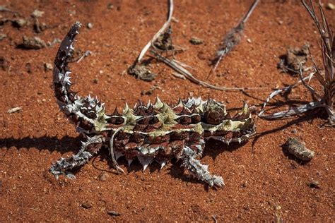 Thorny Lizard Moloch Horridus Western Australia Australia Photo