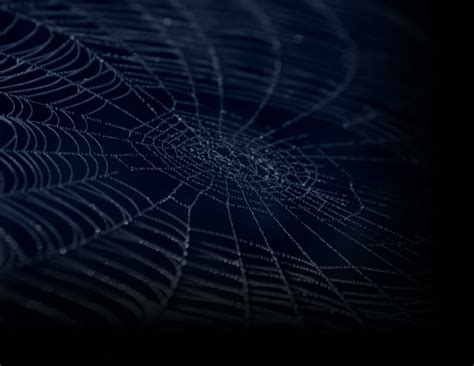 We offer an extraordinary number of hd images that will instantly freshen up your smartphone or computer. Spiderweb Background - WallpaperSafari