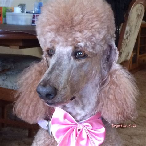 Princess Ginger Parti Poodle Poodle Pin Red Poodles Pretty Poodles