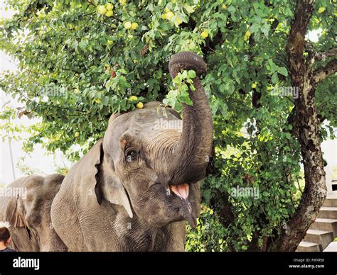 Elephant Eating From Tree Hi Res Stock Photography And Images Alamy