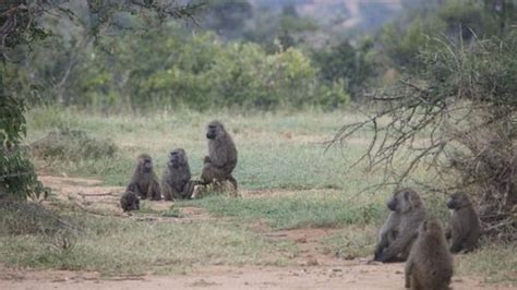 Baboons Make Democratic Decisions About Where To Go Iflscience