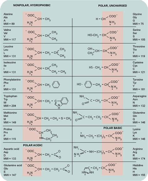 Where r is the side chain functional group that distinguishes one amino acid from another. Amino Acid Functional Group - Big Teenage Dicks