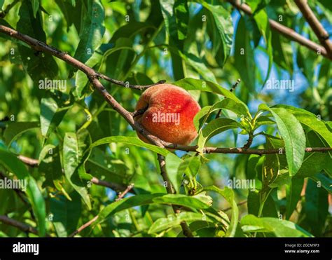 Peach Plantation Hi Res Stock Photography And Images Alamy