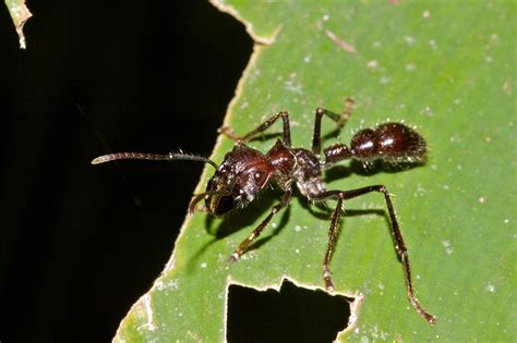 Bullet Ant 4k Ultra Hd Wallpaper And Background Image 4752x3164 Id