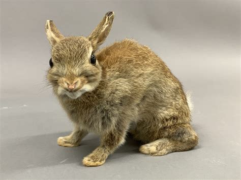 Une Discovery Our Mystery Animal Is The European Rabbit Known