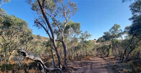 A Birders Guide To Australia Warby Ovens National Park