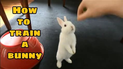 How To Train My Rabbit Youtube