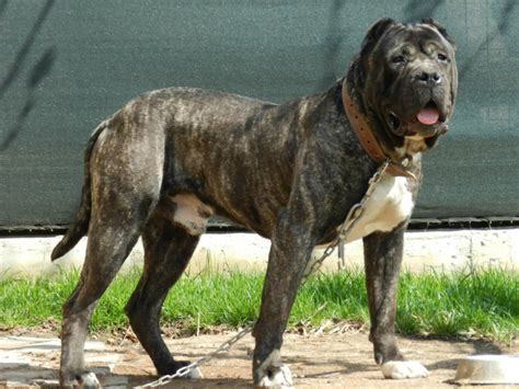 The Worlds 15 Most Aggressive Dog Breeds Pethelpful