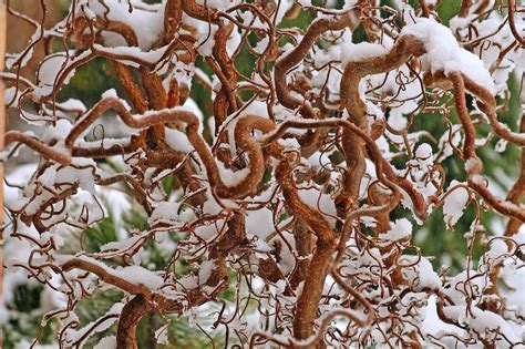 Rotary Botanical Gardens Hort Blog Garden Contortion