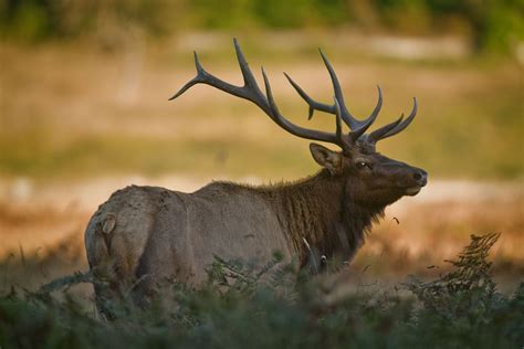 Big Bull Elk At Elk Meadow Cabins The Rut Starts In September