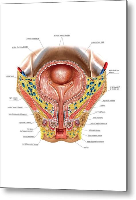 Urinary Bladder And Urethra Metal Print By Asklepios Medical Atlas
