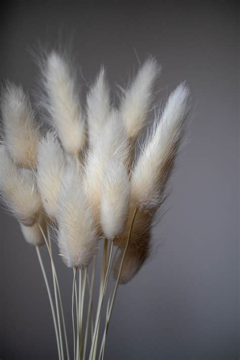 Bleached Dried Bunny Tails White Bunny Tails Lagurus Dried Etsy