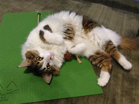 Feline Yogi Cat Yoga Mat Gadget Flow