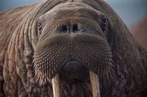 The balustrade of a staircase. Top 10 animals found in Arctic region - The Mysterious World