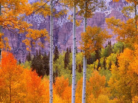 Pin By Lauren On General Aspen Trees Forest Photos Fall Watercolor