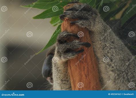Koala Paws Stock Photo Image Of Native Koala Marsupial 49234162