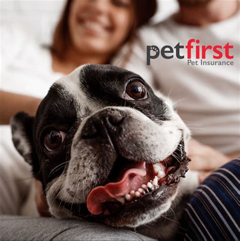 Free Pet Insurance Quotes - Easy Insurance Group - EasyInsuranceGroup.com