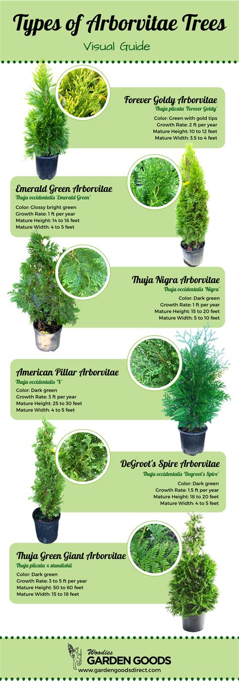 How To Plant Arborvitae Trees Arborvitae Tree Arborvitae Landscaping