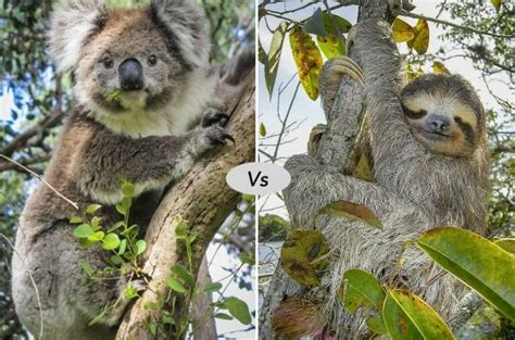 Koala Bear Vs Sloth Fight Comparison Who Will Win
