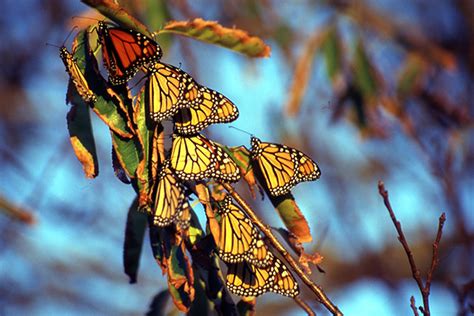 Monarch Butterfly Migration And Overwintering