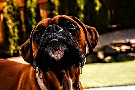 Dog Snout Face Free Photo On Pixabay Pixabay