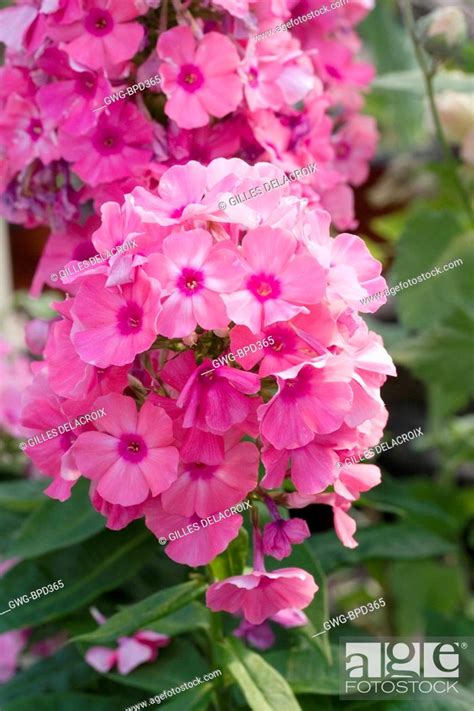 Phlox Paniculata Flame Light Pink Stock Photo Picture And Rights