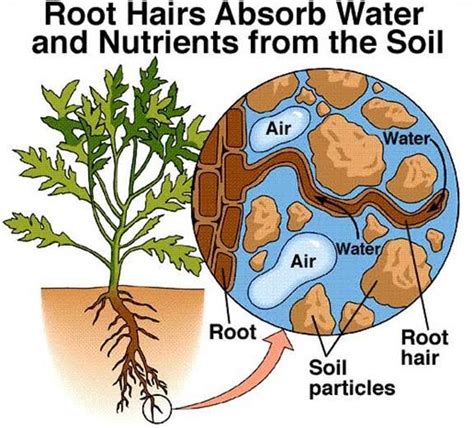 Importance Of Soil Solution Plantlet