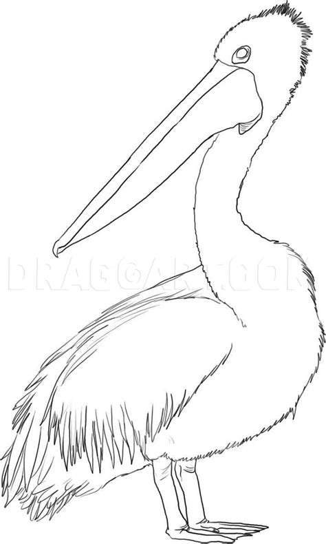 How To Draw A Pelican Step By Step Drawing Guide By Dawn DragoArt