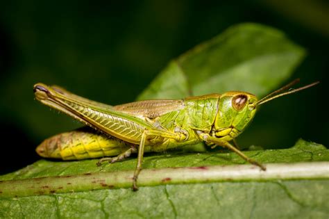 Some kids, however, can find the topic quite exciting. Types of Insects - Animal Sake