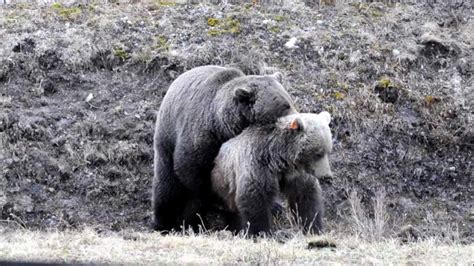 Mating Grizzly Bears Youtube