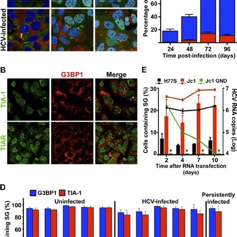 Stress Granule Proteins Tia 1 Tiar And G3bp1 Are Required For Effi
