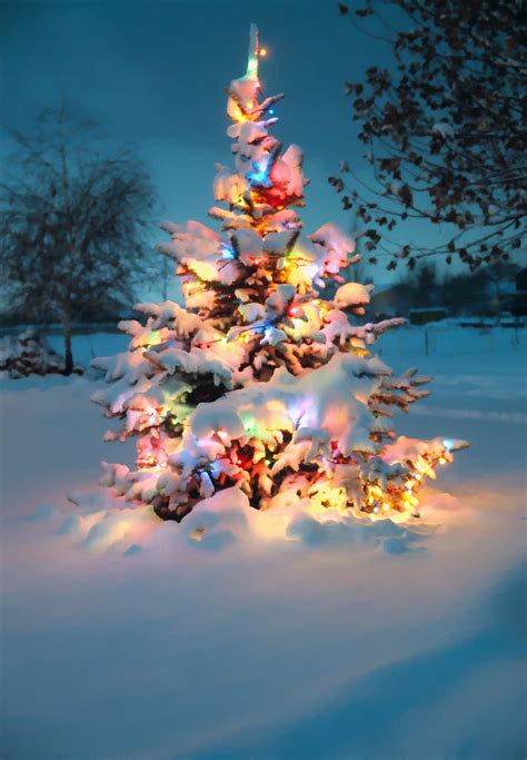 Snow Covered Christmas Tree With Colorful Lights Re Posted Flickr