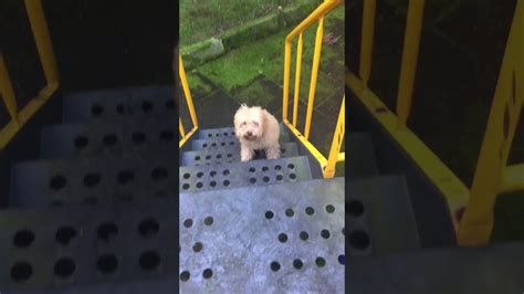 The majority of dogs who are afraid of stairs develop the fear because of a. Teddy scared of climbing stairs - YouTube
