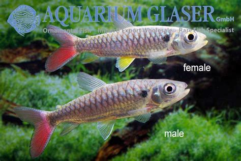 Chalceus Erythrurus Aquarium Glaser Gmbh