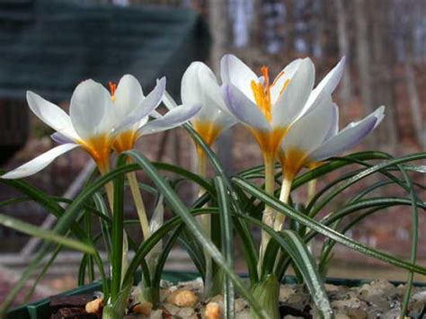 Spring Blooming Crocus Four Pacific Bulb Society