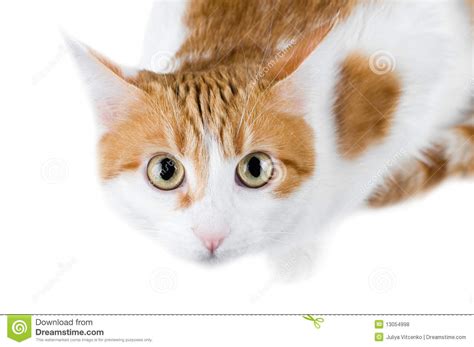 Cute Red And White Cat Royalty Free Stock Photos Image 13054998