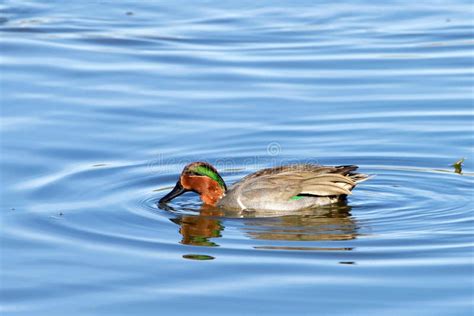 Green Winged Teal Duck Swimming On A Lake Stock Photo Image Of