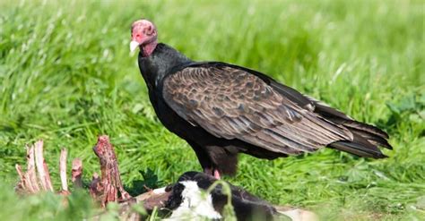 Turkey Vultures Size