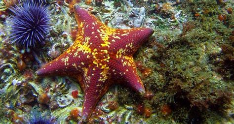 Interesting Facts About The Starfish