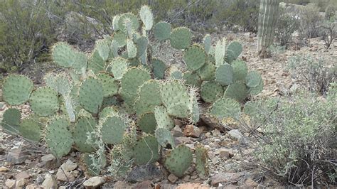 2 how to kill a warm climate cactus. Jim and Bev: January 2012