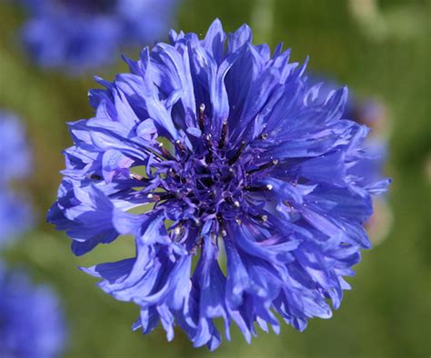 Cornflower Dwarf Blue Awapuni Nurseries