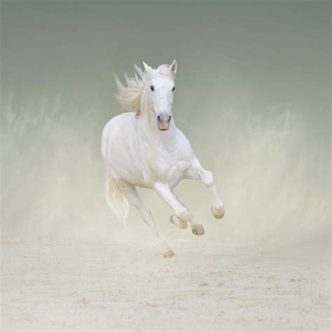 White Horse Galloping On Sand By Christiana Stawski