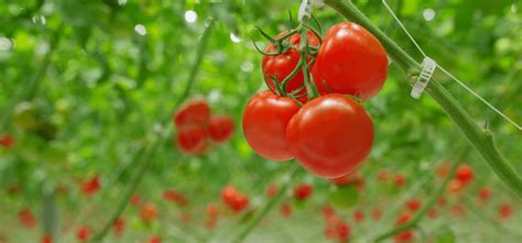 Organic Tomatoes On The Vine Nature Fresh Farms