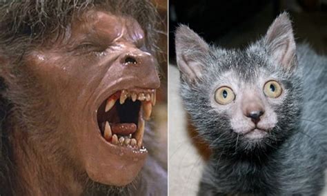 Breeders Develop Lykoi Cat That Looks Like A Werewolf And