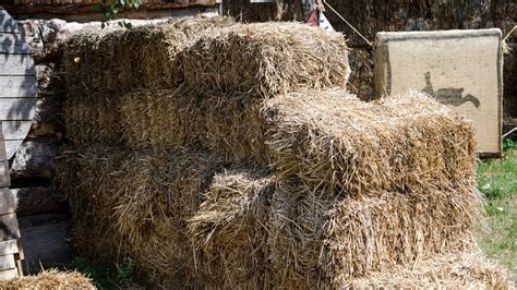 How Much Does A Bale Of Hay Cost For Horses 5 Price Factors