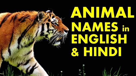 Wild Animals Name In Hindi And English With Pictures