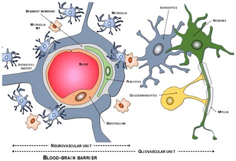 The Blood Brain Barrier Encyclopedia MDPI